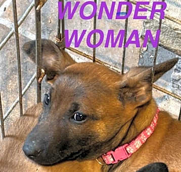 Photo of Wonder Woman Pawsquad