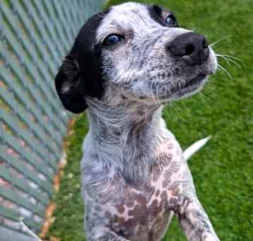 Photo of Pablo - Adorable Puppy!