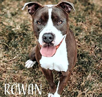 Photo of Rowan