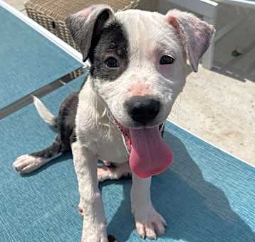 Photo of Bode