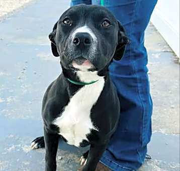 Photo of Josie