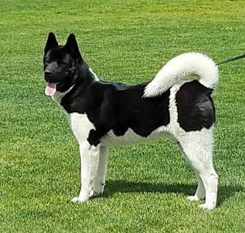 Photo of Kuma