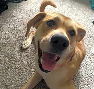 Photo of Whiskey