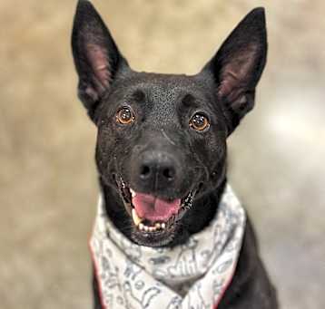 Photo of Bentley