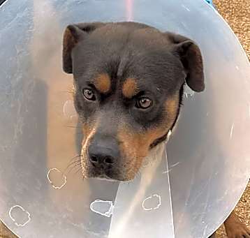 Photo of Blue