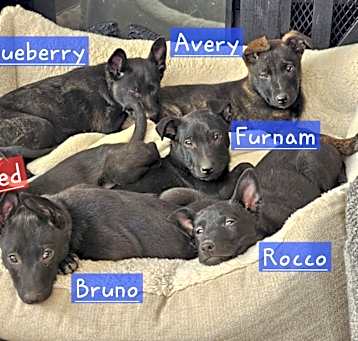 Photo of Blueberry