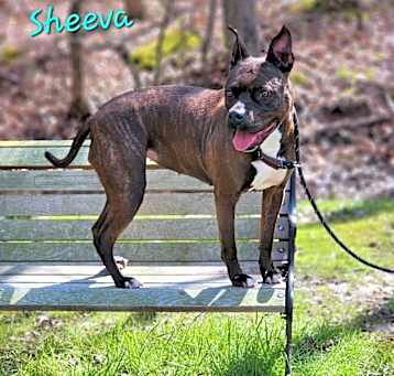 Photo of Sheeva