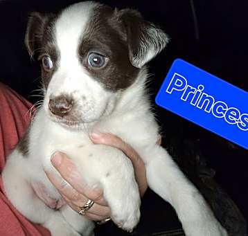 Photo of Princess