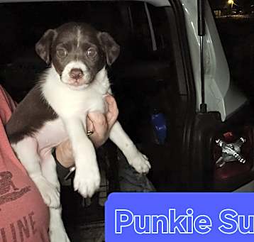 Photo of Punkie Sue