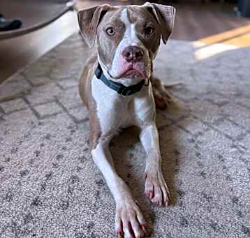 Photo of Olaf - AVAILABLE