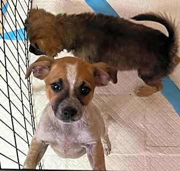 Photo of Blaze (Brownie's Litter)