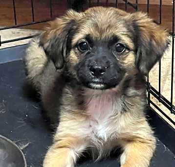 Photo of Brynn (Brownie's Litter)