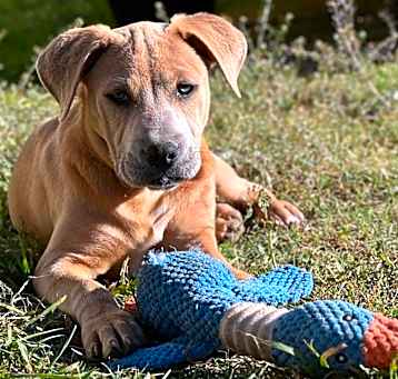 Photo of Apollo