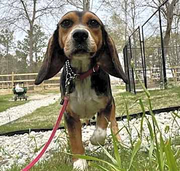 Photo of Rosemary