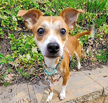 Photo of Brownie