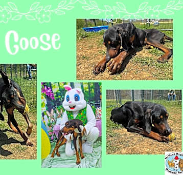 Photo of Goose