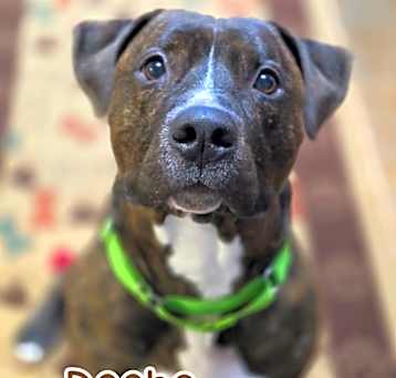 Photo of Deebo