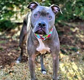 Photo of Piper