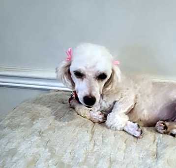 Photo of Pippy