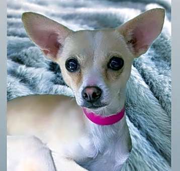 Photo of Honey Nut