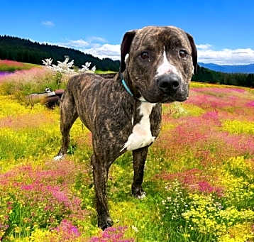 Photo of DA 17 Buster Brown