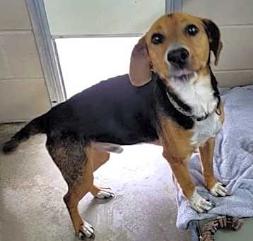 Photo of Sarge