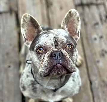 Photo of Merlin