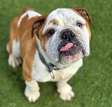 Photo of Abby