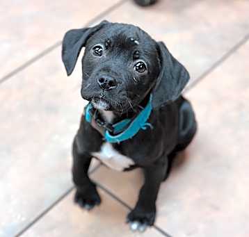 Photo of Obie