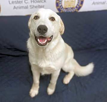 Photo of Juno