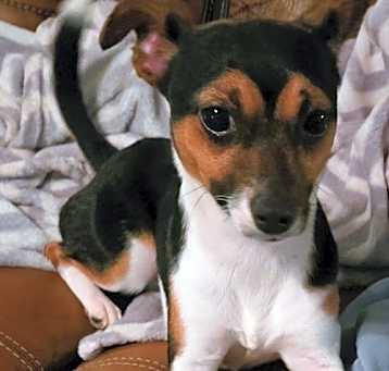 Photo of Willow