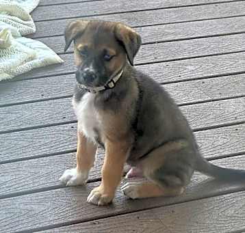 Photo of Nugget