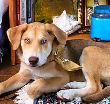 Photo of Rusty