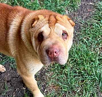 Photo of Rocko