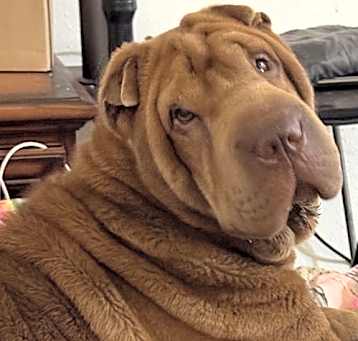 Photo of Canela