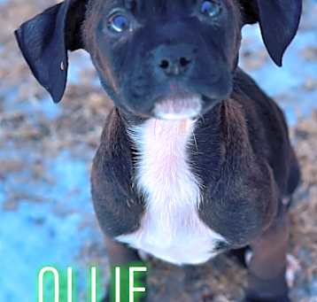 Photo of Ollie