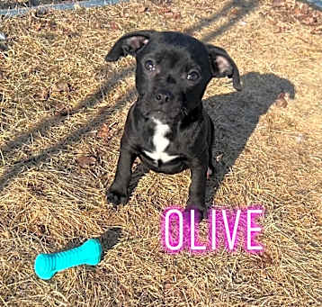 Photo of Olive
