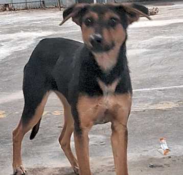 Photo of FRIEDA
