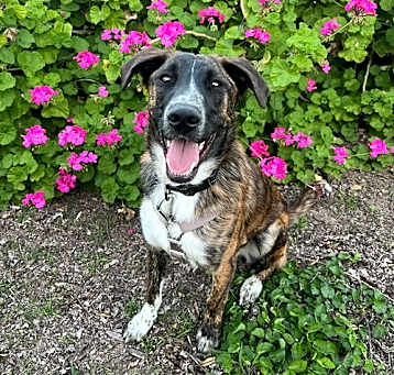 Photo of Chance