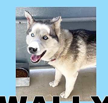 Photo of WALLY - $0 Adoption Fee!