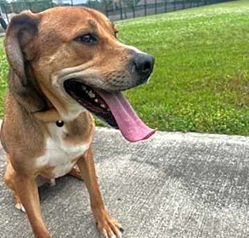 Photo of Chino