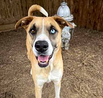 Photo of KLONDIKE