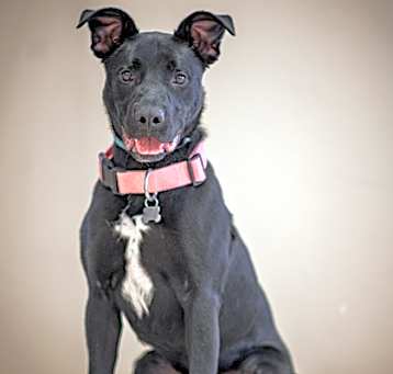 Photo of Otis