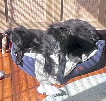 Photo of Muffin and Biscuit