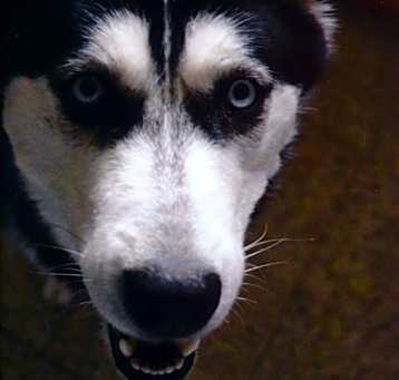 Photo of Azure Skye