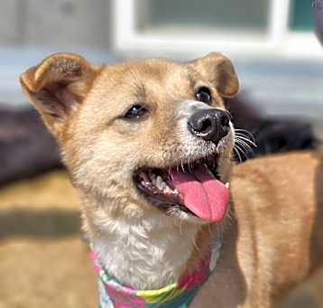 Photo of Tintin