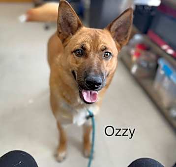 Photo of Ozzy