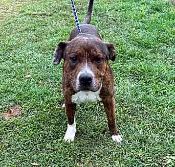Photo of Gotti