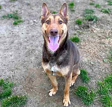 Photo of Scrappy