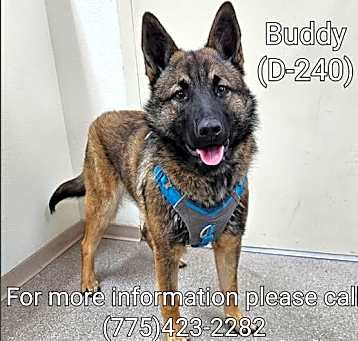 Photo of Buddy